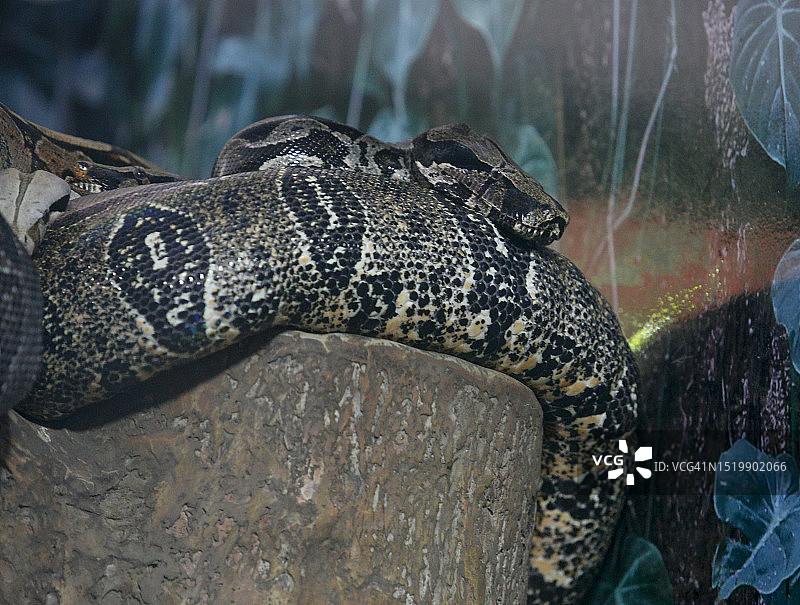 长尾蚺图片素材