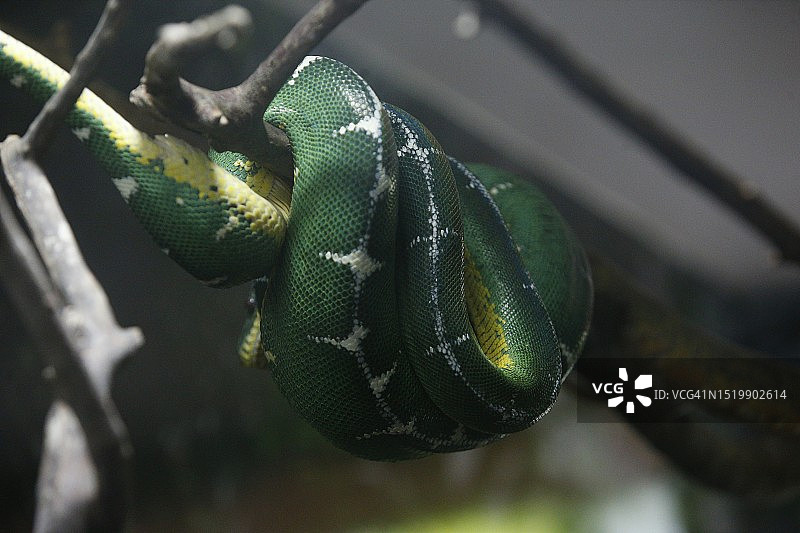 翡翠树蟒图片素材