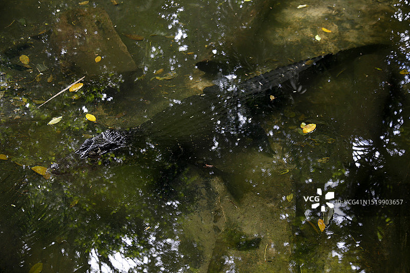 黑色凯门鳄图片素材
