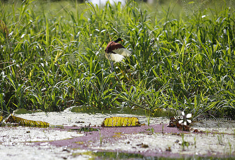 野生美洲鹡鸰，摄于巴西亚马逊地区图片素材