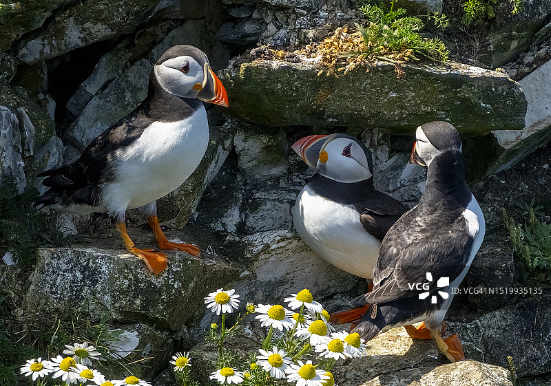 本普顿悬崖上的海鹦图片素材