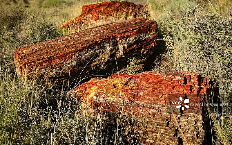 木化石图片素材