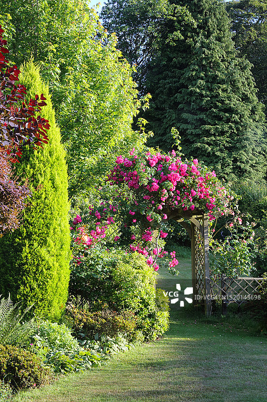 美国柱玫瑰拱门下的英国花园图片素材