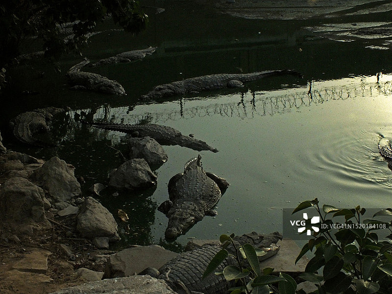 苏菲派圣人Manghopir的神殿鳄鱼图片素材