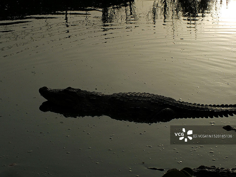 苏菲派圣人Manghopir的神殿鳄鱼图片素材