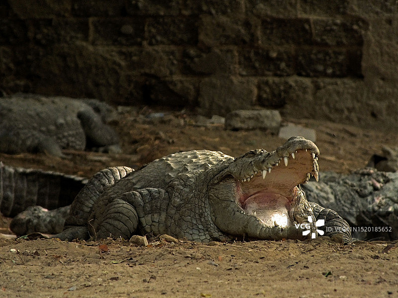 苏菲派圣人Manghopir的神殿鳄鱼图片素材