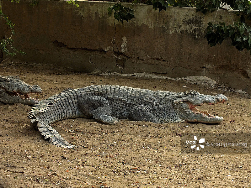 苏菲派圣人Manghopir的神殿鳄鱼图片素材