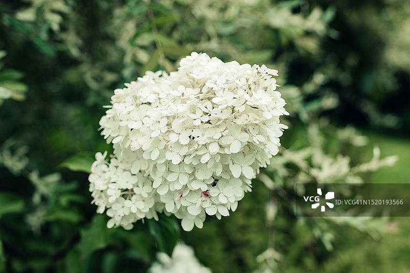 花园里白色绣球花的一枝特写图片素材