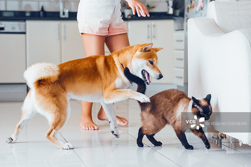 猫狗大战：纯种家犬追逐家猫图片素材