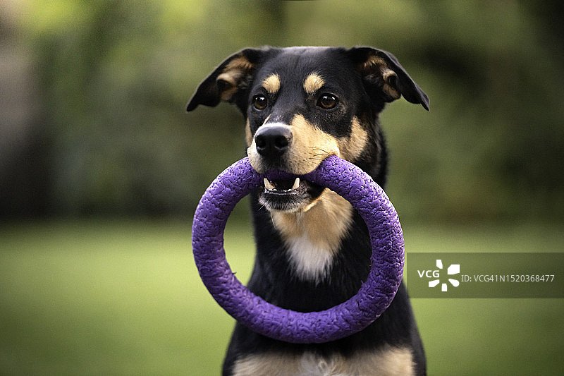 嘴里叼着玩具的狗图片素材