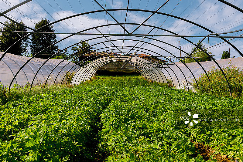 在温室里种植土豆图片素材