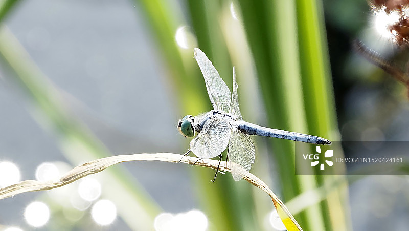 美国的白日梦图片素材
