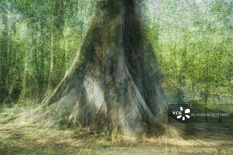 大型树根多层抽象图图片素材