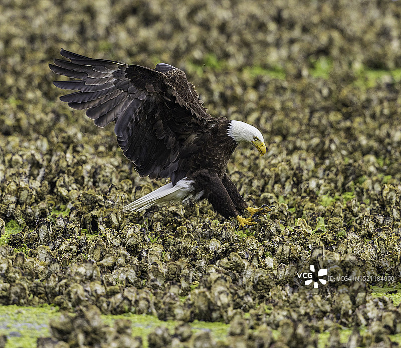 白头海雕准备降落在普吉特海湾潮汐区满是锋利牡蛎壳和岩石的地面上图片素材