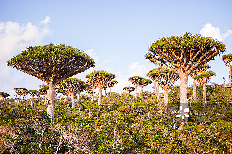 龙血树图片素材