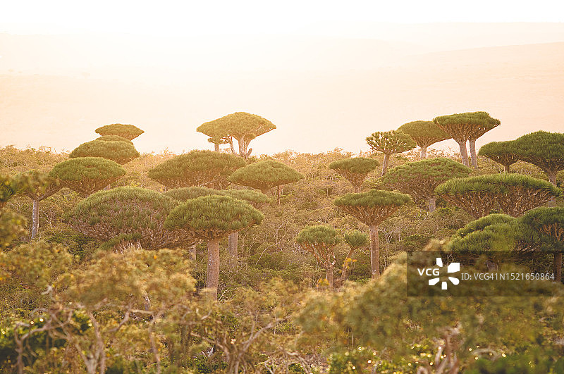 龙血树森林的日出图片素材