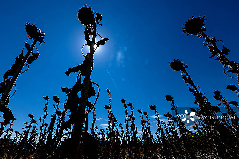 蓝天下的干向日葵图片素材