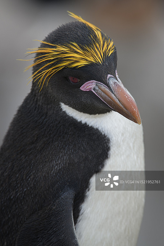 可爱的麦克罗尼企鹅在福克兰群岛布干维尔角的竖版照片图片素材