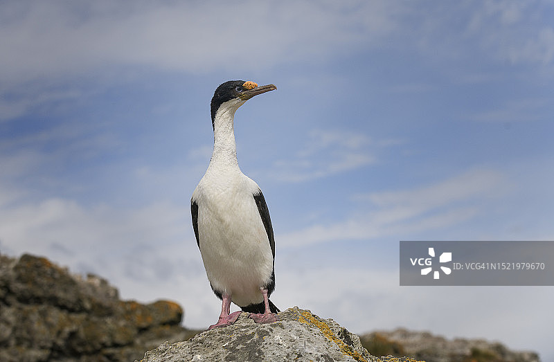 福克兰群岛布干维尔角蓝色天空下的皇家海鸦美丽特写图片素材