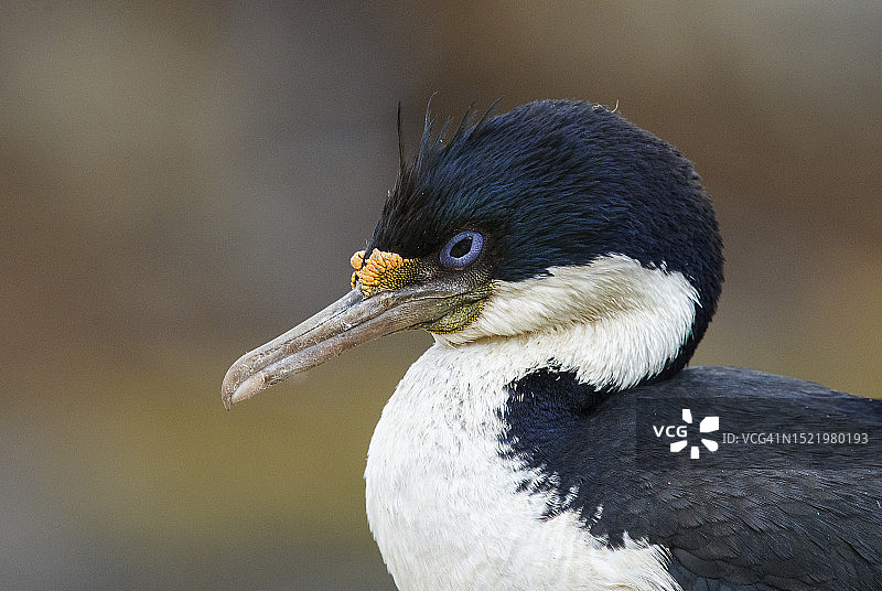 福克兰群岛布干维尔角上的鸬鹚鸟美丽的侧面照图片素材
