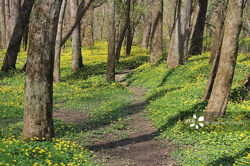 林地小径图片素材