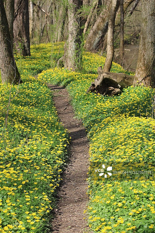 穿过树林的小路图片素材