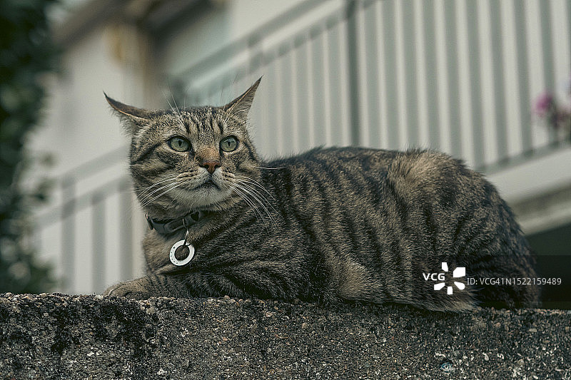 漂亮的虎斑猫在石墙上放松图片素材