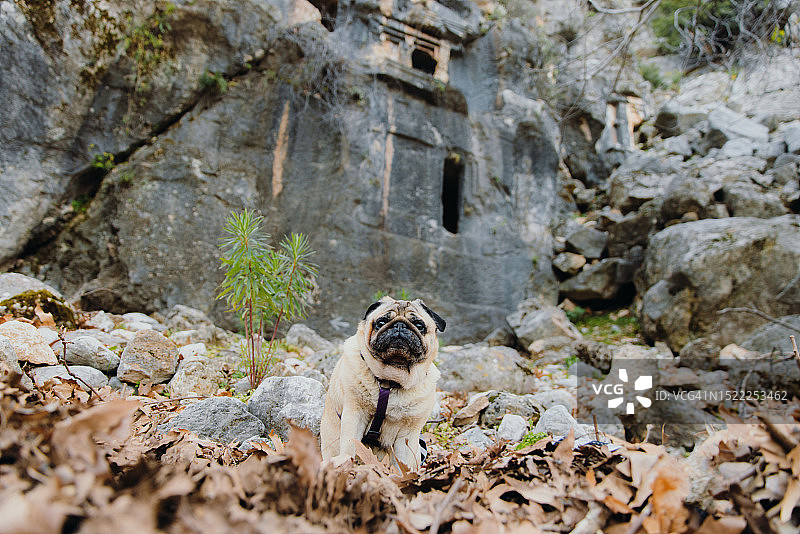 在土耳其山区，狗探索皮纳拉古城图片素材
