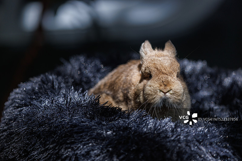 小矮人的兔子图片素材