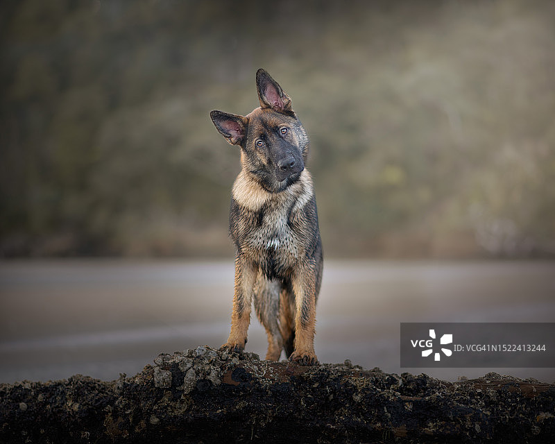 站在岩石上的纯种犬特写，新西兰哈特菲尔德海滩图片素材