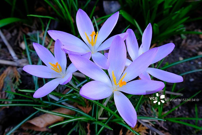 德国北莱茵-威斯特法伦州下莱茵地区的番红花图片素材