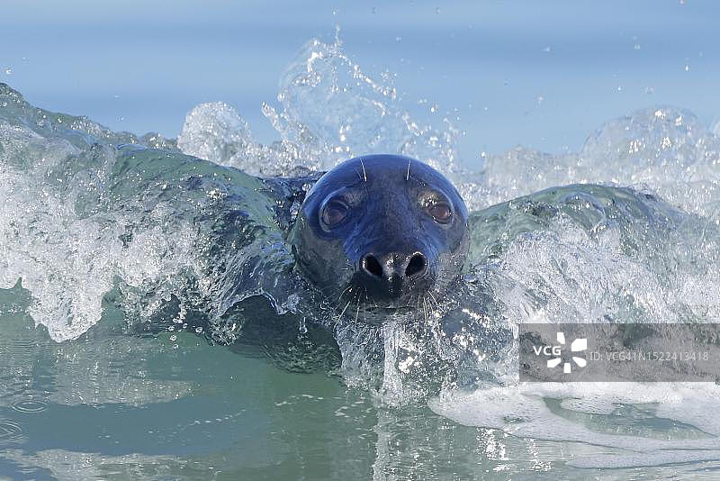 在德国石勒苏益格-荷尔斯泰因州黑尔戈兰岛海滩上逐浪的灰海豹图片素材
