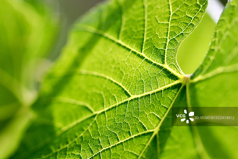 绿叶特写图片素材