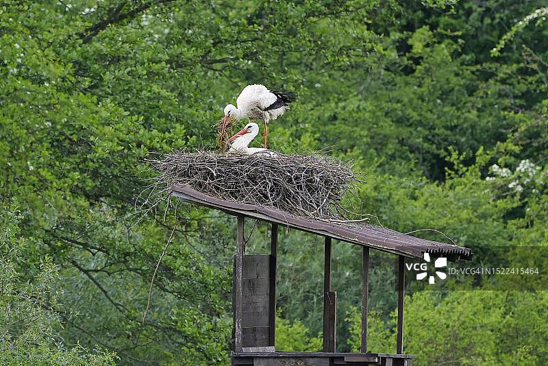 在栖木上繁殖的白鹳，德国黑森州韦茨拉尔图片素材