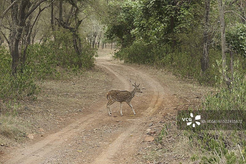 印度拉贾斯坦邦伯拉德布尔地区的森林土路图片素材