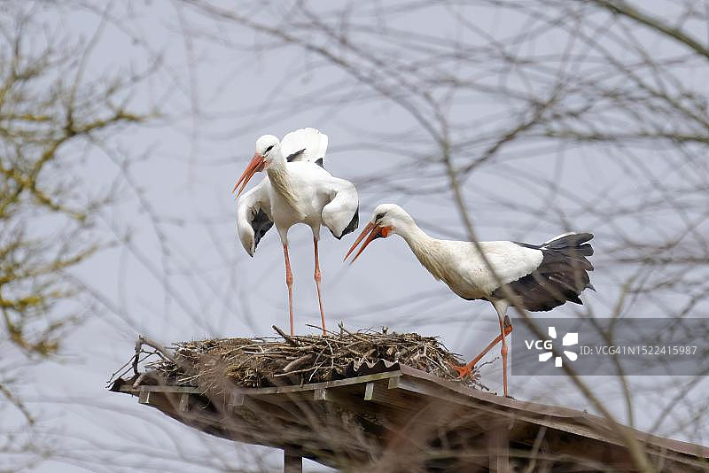 在栖木上繁殖的白鹳，德国黑森州韦茨拉尔图片素材