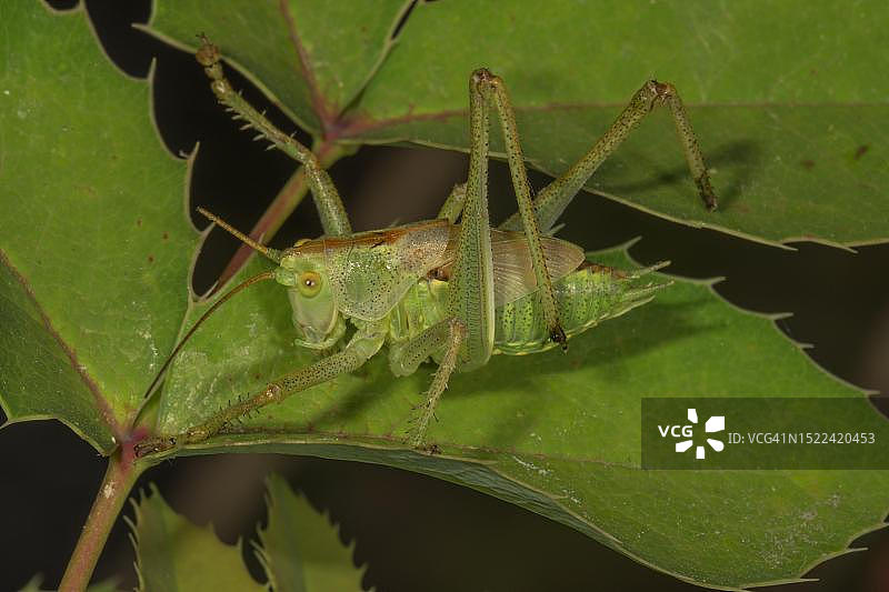 在德国巴登-符腾堡州,雄性大 সবুজ绿灌木蟋蟀(Tettigonia viridissima)幼虫在mahonia叶子上图片素材