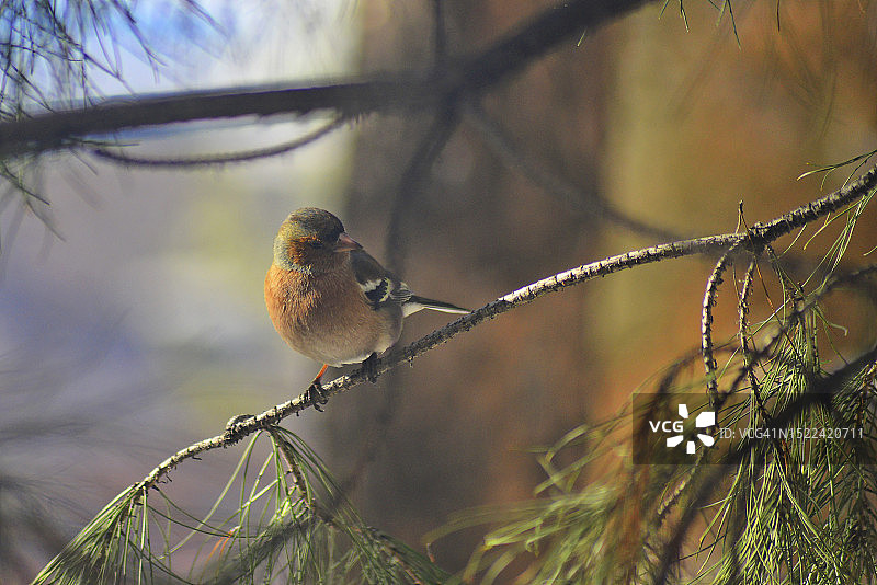 乌兹别克斯坦：栖息在树枝上的鸣鸫特写图片素材