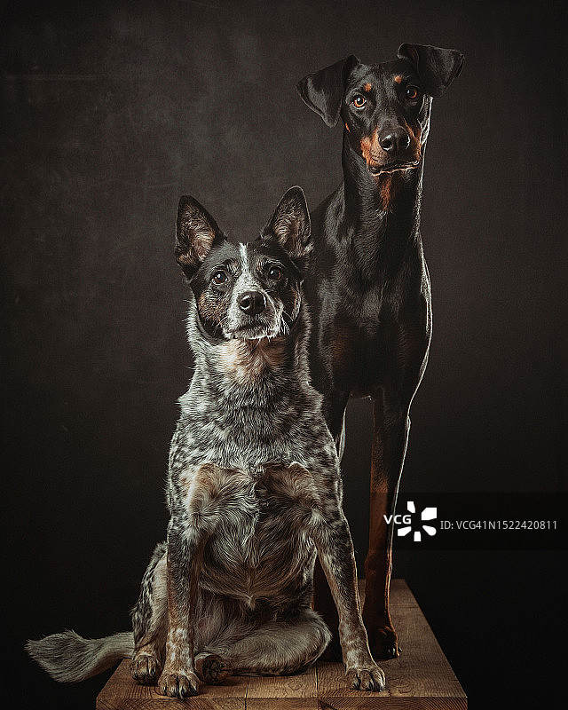 狗狗肖像，黑色背景，美国俄克拉荷马州波特图片素材