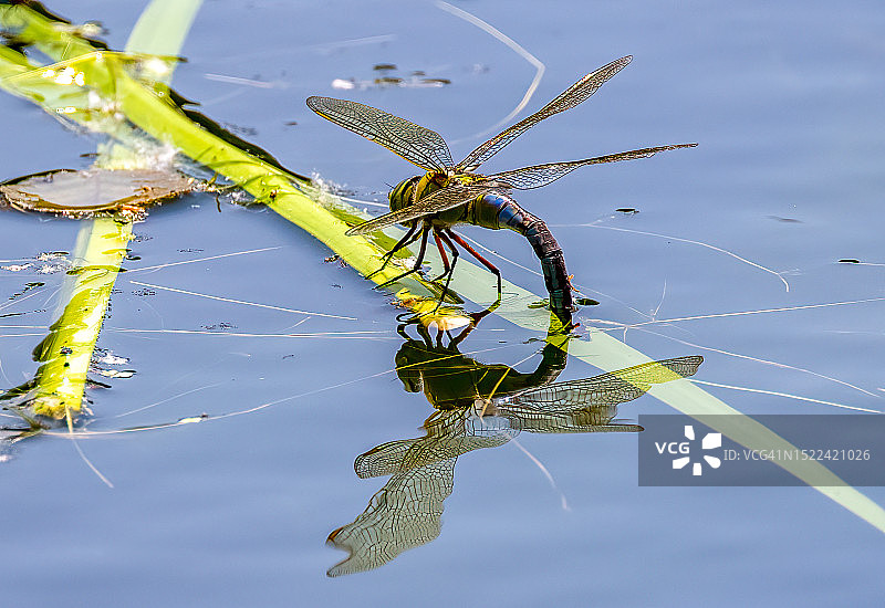 蜘蛛在网上的特写图片素材