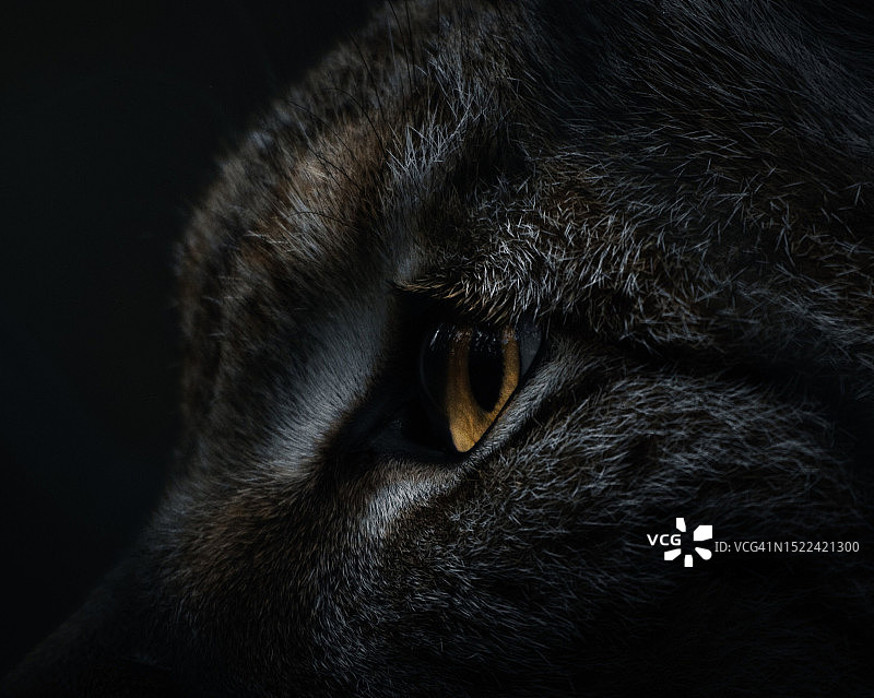 黑色背景下的猫特写，法国图片素材