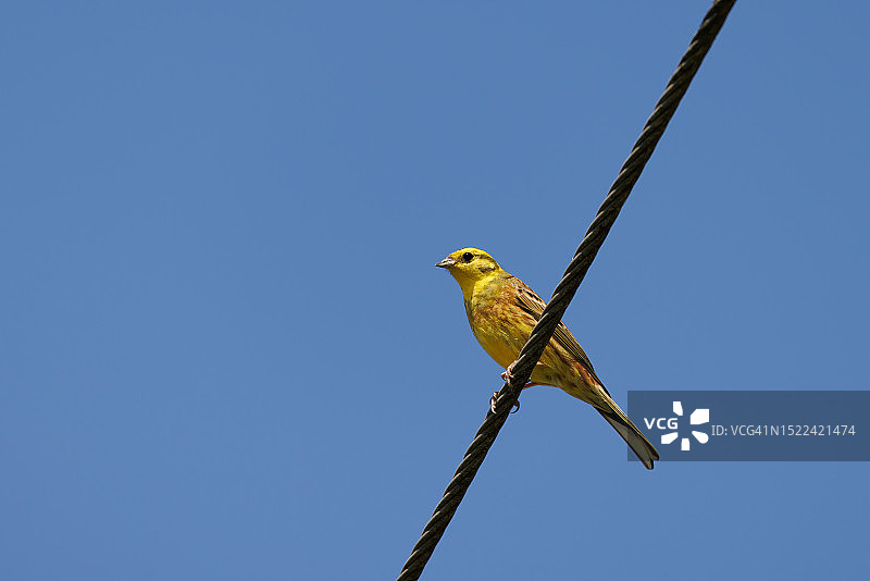 低角度拍摄：黄雀栖息在电缆上，晴朗的蓝天图片素材