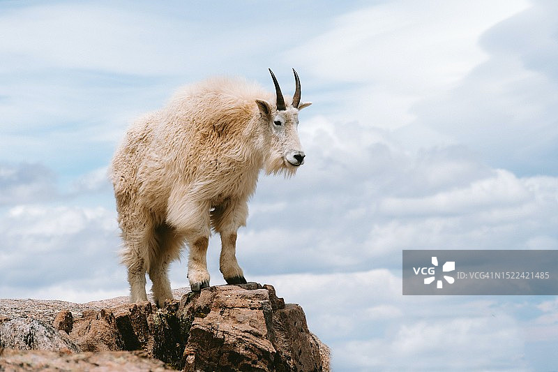 印度山羊岩石上仰视角度拍摄图片素材