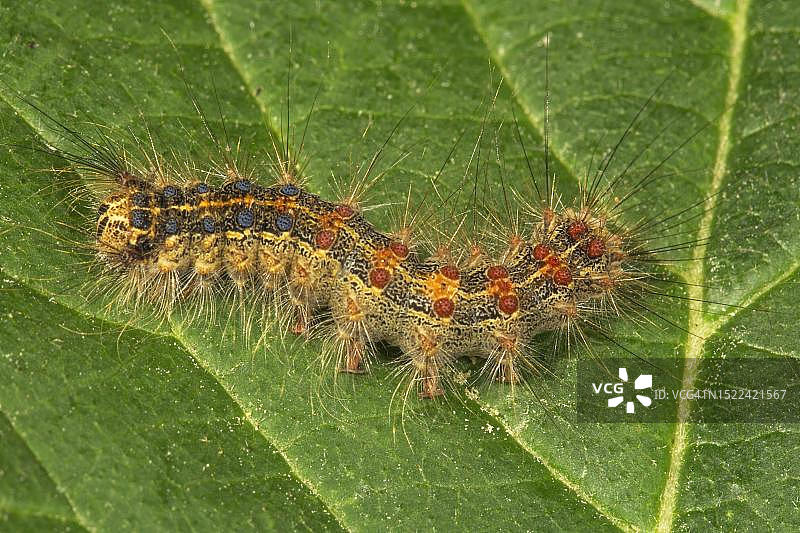 德国巴登-符腾堡州树叶上的舞毒蛾毛虫图片素材