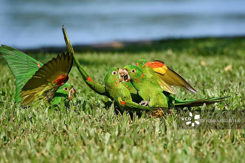 在阿根廷布宜诺斯艾利斯公园草坪上争吵的3只鹦鹉图片素材