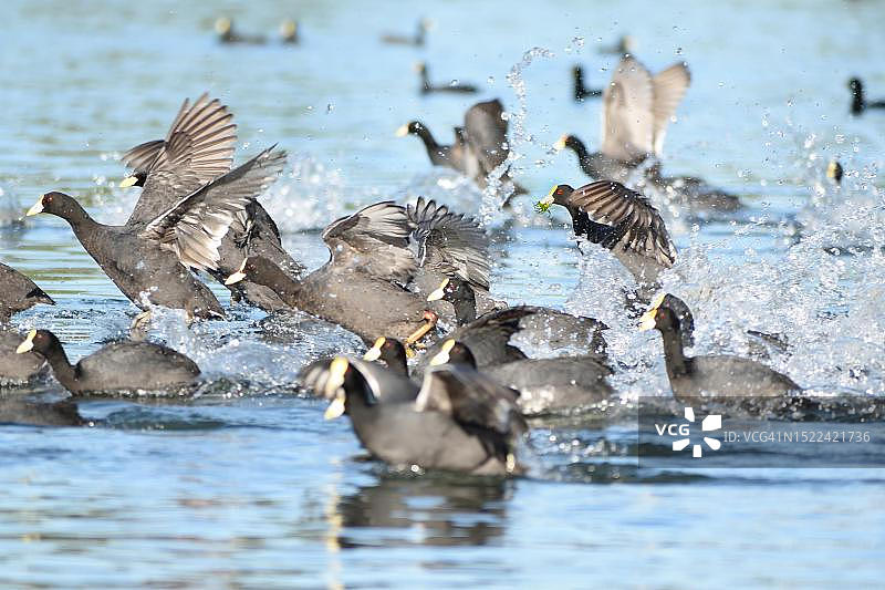 阿根廷布宜诺斯艾利斯公园湖中的白翅骨顶鸡图片素材
