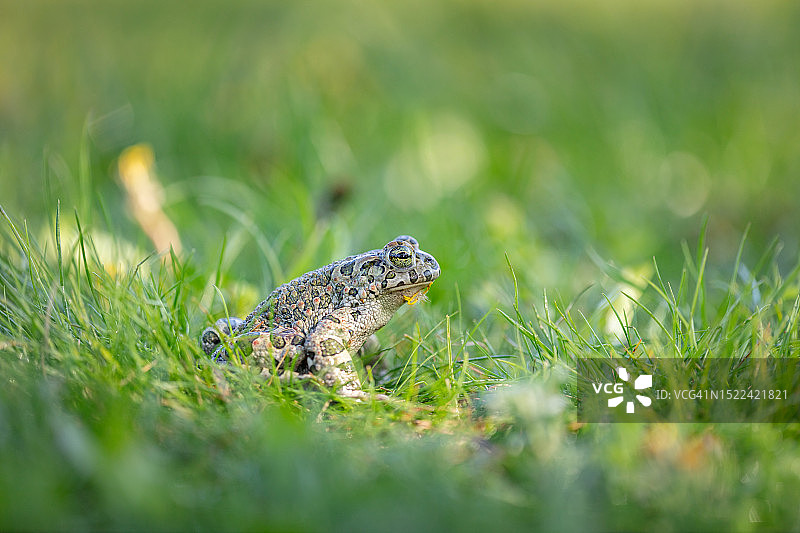 草地上的青蛙特写图片素材