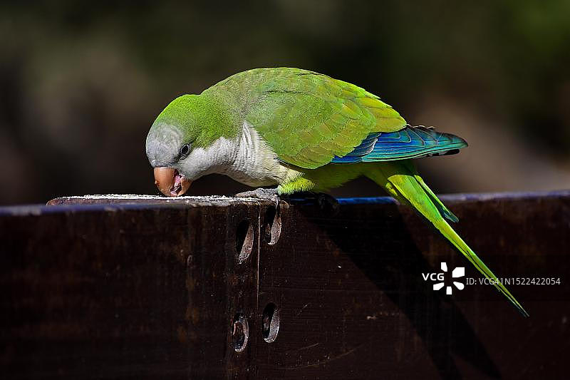 在阿根廷布宜诺斯艾利斯野外觅食的僧侣鹦鹉图片素材
