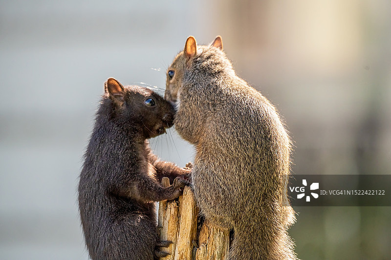 树干上的松鼠特写图片素材