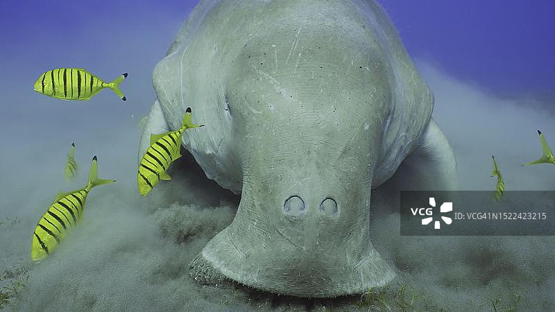 海牛(儒艮)或儒艮的正面肖像,伴随着成群的金鲳鱼(Gnathanodon speciosus)鱼类在红海埃及喂食光滑的带状海草图片素材